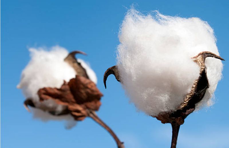 Todo sobre las propiedades del algodón 