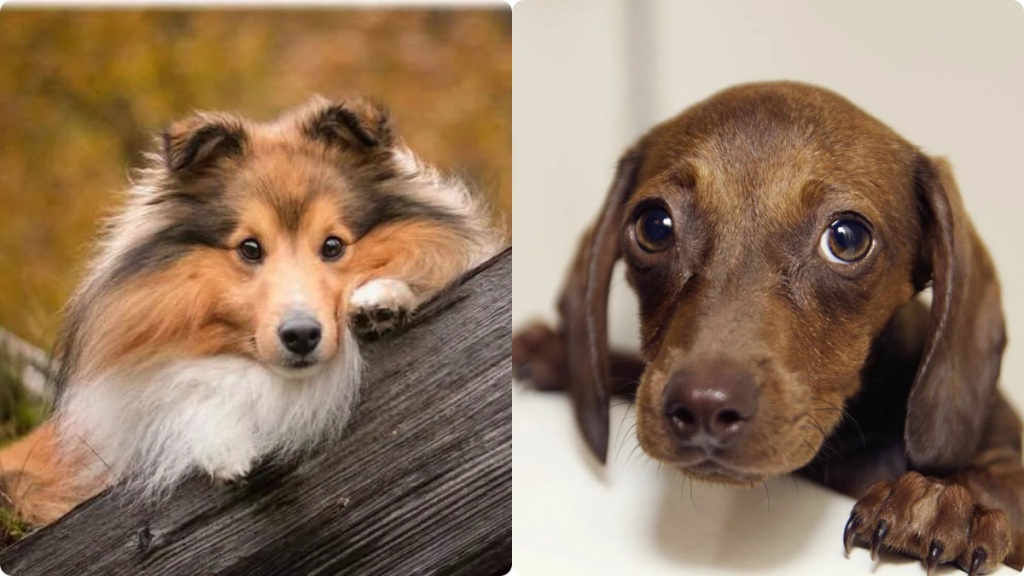 perros más leales